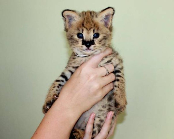 savannah-kittens-serval-and-caracal-4-weeks-old-big-3