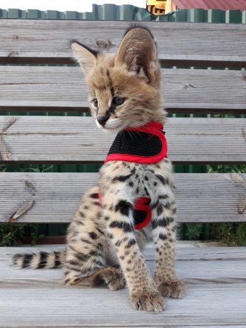 savannah-kittens-serval-and-caracal-4-weeks-old-big-0