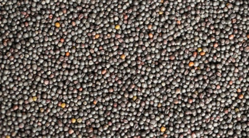 premium-rapeseed-supplier-big-0