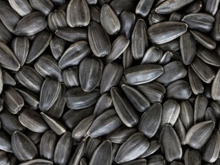 Need Sunflower Seeds For Oil Production? Partner With Us