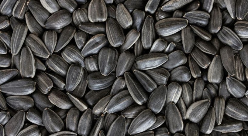 need-sunflower-seeds-for-oil-production-partner-with-us-big-0